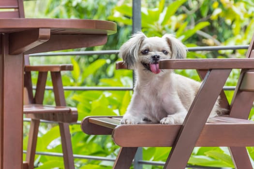 Dog so cute mixed breed with Shih-Tzu, Pomeranian and Poodle sitting on chair and looking at something with interest in cafe coffee shop or bakery ice-cream restaurant