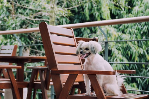 Dog so cute mixed breed with Shih-Tzu, Pomeranian and Poodle sitting on chair and looking at something with interest in cafe coffee shop or bakery ice-cream restaurant