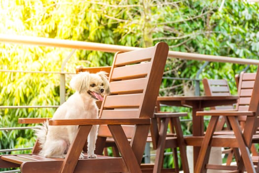 Dog so cute mixed breed with Shih-Tzu, Pomeranian and Poodle sitting on chair and looking at something with interest in cafe coffee shop or bakery ice-cream restaurant