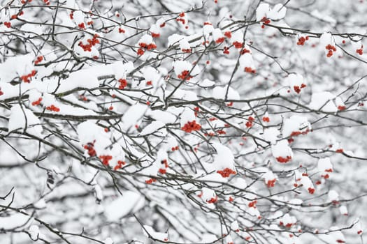 Red rowan berries on snow-covered branches, The heavy snowfall in a wild park, winter fairy tale in the forest, snow-covered tree branches, nobody, snow storm, blizzard. High quality photo