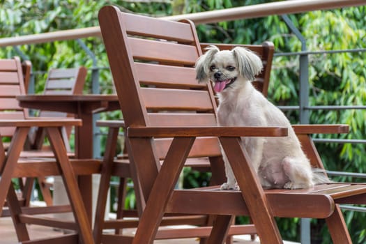 Dog so cute mixed breed with Shih-Tzu, Pomeranian and Poodle sitting on chair and looking at something with interest in cafe coffee shop or bakery ice-cream restaurant