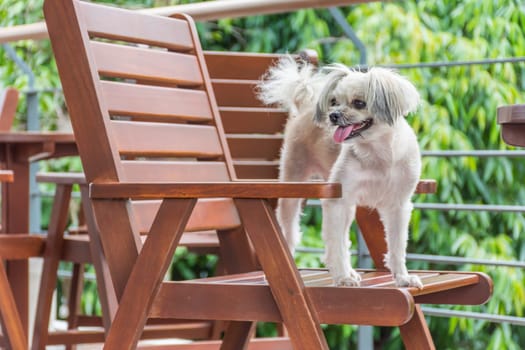 Dog so cute mixed breed with Shih-Tzu, Pomeranian and Poodle sitting on chair and looking at something with interest in cafe coffee shop or bakery ice-cream restaurant
