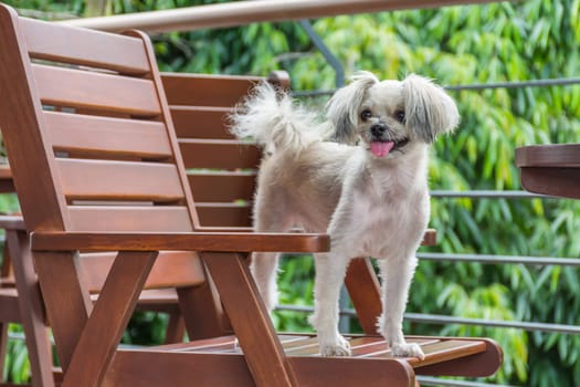 Dog so cute mixed breed with Shih-Tzu, Pomeranian and Poodle sitting on chair and looking at something with interest in cafe coffee shop or bakery ice-cream restaurant