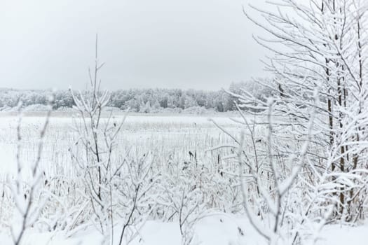 The heavy snowfall in a wild park, winter fairy tale in the forest, snow-covered tree branches, large flakes of snow are slowly falling, nobody, snow storm, blizzard. High quality photo
