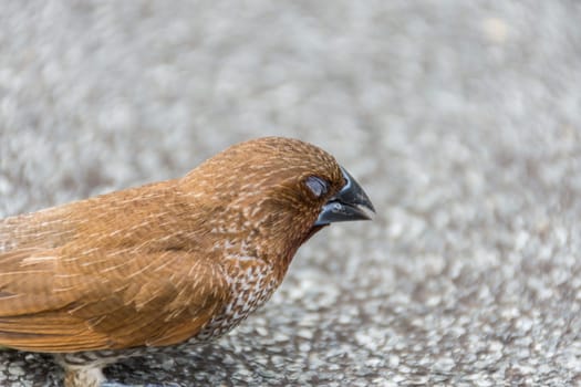 Bird (Scaly-breasted Munia or Lonchura punctulata) white and brown color perched on a tree in a nature wild