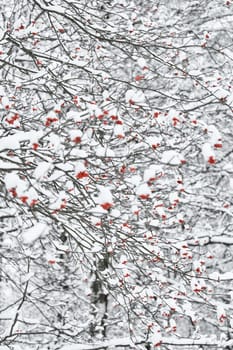 Red rowan berries on snow-covered branches, The heavy snowfall in a wild park, winter fairy tale in the forest, snow-covered tree branches, nobody, snow storm, blizzard. High quality photo