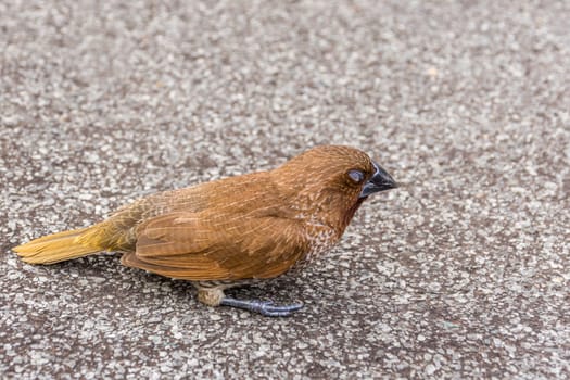 Bird (Scaly-breasted Munia or Lonchura punctulata) white and brown color perched on a tree in a nature wild