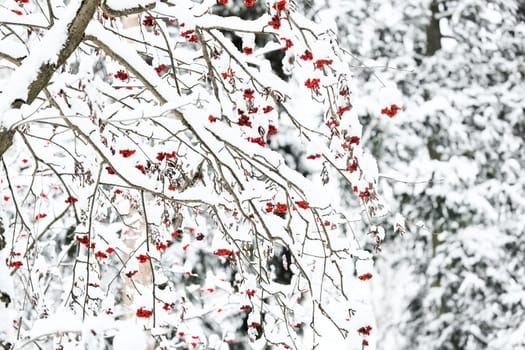 Red rowan berries on snow-covered branches, The heavy snowfall in a wild park, winter fairy tale in the forest, snow-covered tree branches, nobody, snow storm, blizzard. High quality photo