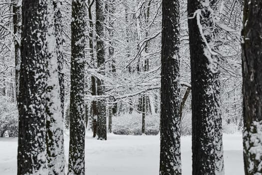 The heavy snowfall in a wild park, winter fairy tale in the forest, snow-covered tree branches, large flakes of snow are slowly falling, nobody, snow storm, blizzard. High quality photo