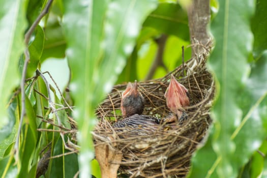 Bird (Streak-eared bulbul, Pycnonotus blanfordi) brown color perched in bird nest with baby bird on a tree in a nature wild