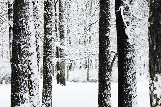 The heavy snowfall in a wild park, winter fairy tale in the forest, snow-covered tree branches, large flakes of snow are slowly falling, nobody, snow storm, blizzard. High quality photo