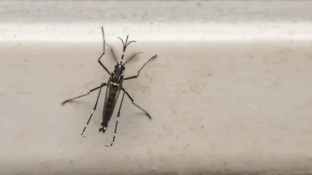 Macro of mosquito (Aedes aegypti) after sucking blood. Mosquito is carrier of Malaria; Encephalitis; Dengue and Zika virus