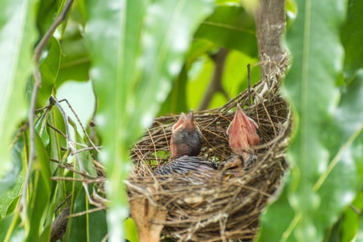 Bird (Streak-eared bulbul, Pycnonotus blanfordi) brown color perched in bird nest with baby bird on a tree in a nature wild