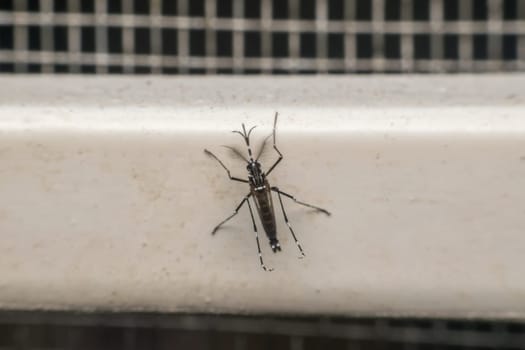 Macro of mosquito (Aedes aegypti) after sucking blood. Mosquito is carrier of Malaria; Encephalitis; Dengue and Zika virus