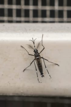 Macro of mosquito (Aedes aegypti) after sucking blood. Mosquito is carrier of Malaria; Encephalitis; Dengue and Zika virus