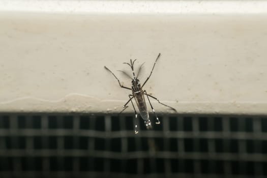 Macro of mosquito (Aedes aegypti) after sucking blood. Mosquito is carrier of Malaria; Encephalitis; Dengue and Zika virus