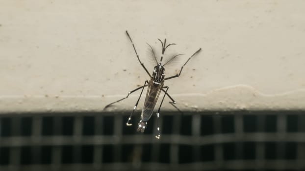 Macro of mosquito (Aedes aegypti) after sucking blood. Mosquito is carrier of Malaria; Encephalitis; Dengue and Zika virus