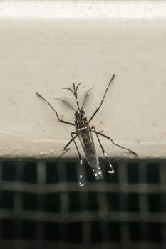 Macro of mosquito (Aedes aegypti) after sucking blood. Mosquito is carrier of Malaria; Encephalitis; Dengue and Zika virus