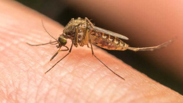 Macro of mosquito (Aedes aegypti) sucking blood close up on the human skin. Mosquito is carrier of Malaria; Encephalitis; Dengue and Zika virus