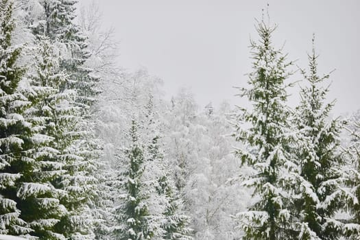 The heavy snowfall in a wild park, winter fairy tale in the forest, snow-covered tree branches, large flakes of snow are slowly falling, nobody, snow storm, blizzard. High quality photo