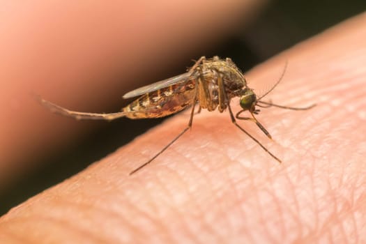 Macro of mosquito (Aedes aegypti) sucking blood close up on the human skin. Mosquito is carrier of Malaria; Encephalitis; Dengue and Zika virus