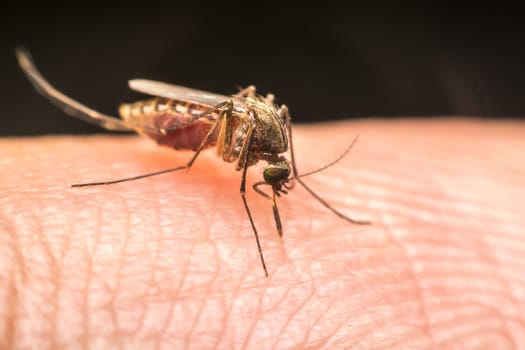 Macro of mosquito (Aedes aegypti) sucking blood close up on the human skin. Mosquito is carrier of Malaria, Encephalitis, Dengue and Zika virus