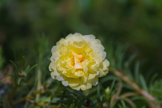 Flower (Portulaca, Moss Rose, Sun plant, Sun Rose Flower) yellow color, Naturally beautiful flowers in the garden