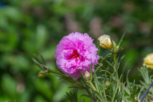 Flower (Portulaca, Moss Rose, Sun plant, Sun Rose Flower) pink color, Naturally beautiful flowers in the garden