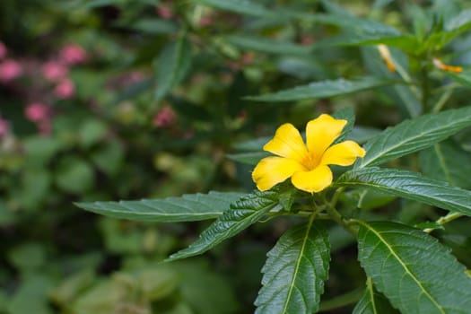 Flower (Sage rose flower) yellow color, Naturally beautiful flowers in the garden