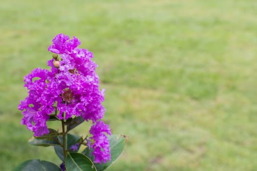 Flower (Lagerstroemia, Crape myrtle, Crepe myrtle, Muang Saa-ree) purple, violet and pink color, Naturally beautiful flowers in the garden