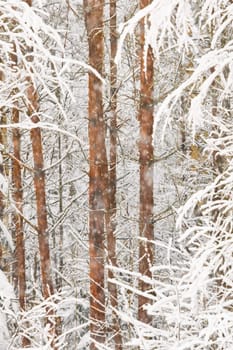 The heavy snowfall in a wild park, winter fairy tale in the forest, snow-covered tree branches, large flakes of snow are slowly falling, nobody, snow storm, blizzard. High quality photo