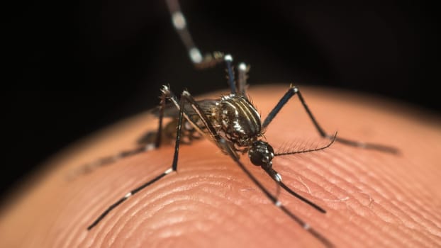 Macro of mosquito (Aedes aegypti) sucking blood close up on the human skin. Mosquito is carrier of Malaria, Encephalitis, Dengue and Zika virus