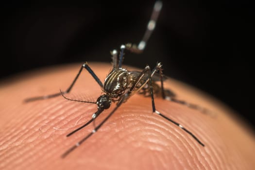 Macro of mosquito (Aedes aegypti) sucking blood close up on the human skin. Mosquito is carrier of Malaria, Encephalitis, Dengue and Zika virus
