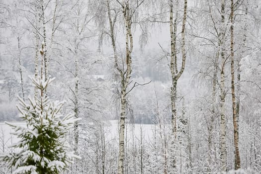 The heavy snowfall in a wild park, winter fairy tale in the forest, snow-covered tree branches, large flakes of snow are slowly falling, nobody, snow storm, blizzard. High quality photo