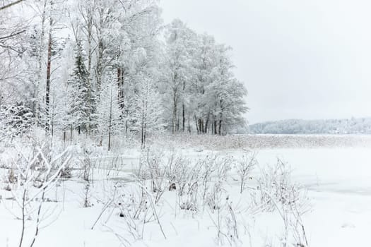 The heavy snowfall in a wild park, winter fairy tale in the forest, snow-covered tree branches, large flakes of snow are slowly falling, nobody, snow storm, blizzard. High quality photo