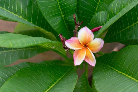 Flower (Plumeria flower) white and pink color, Naturally beautiful flowers in the garden