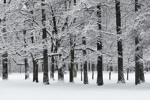 The heavy snowfall in a wild park, winter fairy tale in the forest, snow-covered tree branches, large flakes of snow are slowly falling, nobody, snow storm, blizzard. High quality photo