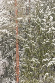 The heavy snowfall in a wild park, winter fairy tale in the forest, snow-covered tree branches, large flakes of snow are slowly falling, nobody, snow storm, blizzard. High quality photo