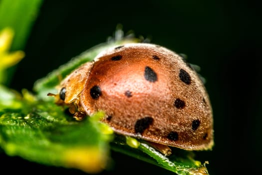 Macro of bug insect (Ladybug) orange and black color close up on the leave in nature