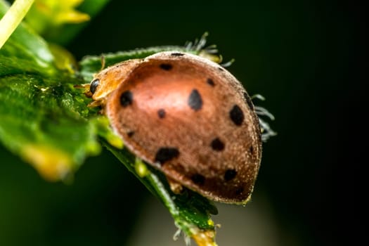 Macro of bug insect (Ladybug) orange and black color close up on the leave in nature