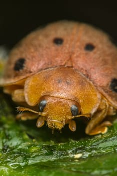 Macro of bug insect (Ladybug) orange and dot black color close up on the green leaf or leave in nature