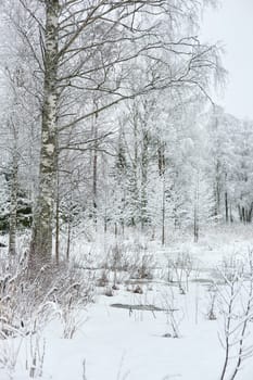 The heavy snowfall in a wild park, winter fairy tale in the forest, snow-covered tree branches, large flakes of snow are slowly falling, nobody, snow storm, blizzard. High quality photo