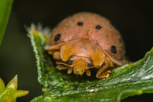 Macro of bug insect (Ladybug) orange and dot black color close up on the green leaf or leave in nature