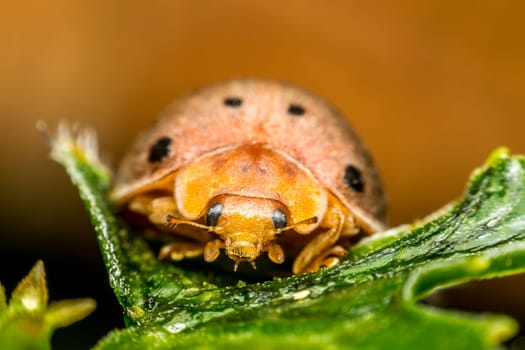 Macro of bug insect (Ladybug) orange and black color close up on the leave in nature
