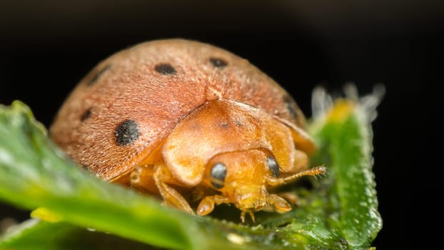 Macro of bug insect (Ladybug) orange and dot black color close up on the green leaf or leave in nature