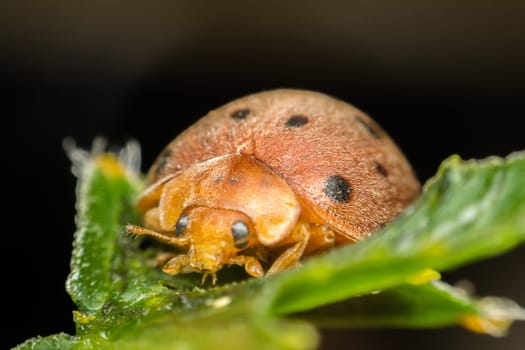 Macro of bug insect (Ladybug) orange and dot black color close up on the green leaf or leave in nature