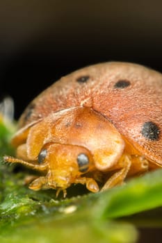 Macro of bug insect (Ladybug) orange and dot black color close up on the green leaf or leave in nature
