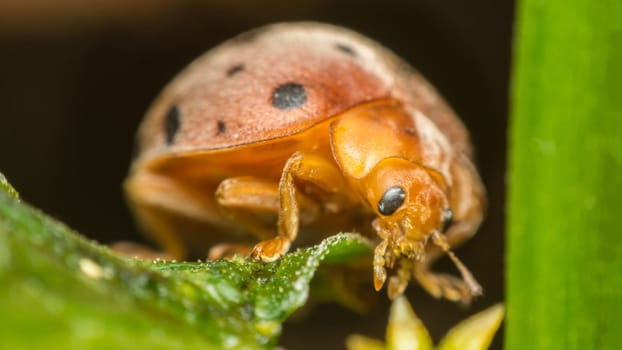 Macro of bug insect (Ladybug) orange and dot black color close up on the green leaf or leave in nature