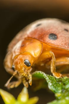 Macro of bug insect (Ladybug) orange and dot black color close up on the green leaf or leave in nature