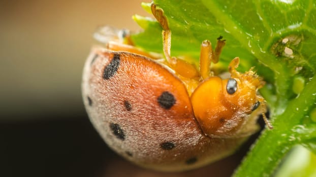 Macro of bug insect (Ladybug) orange and dot black color close up on the green leaf or leave in nature